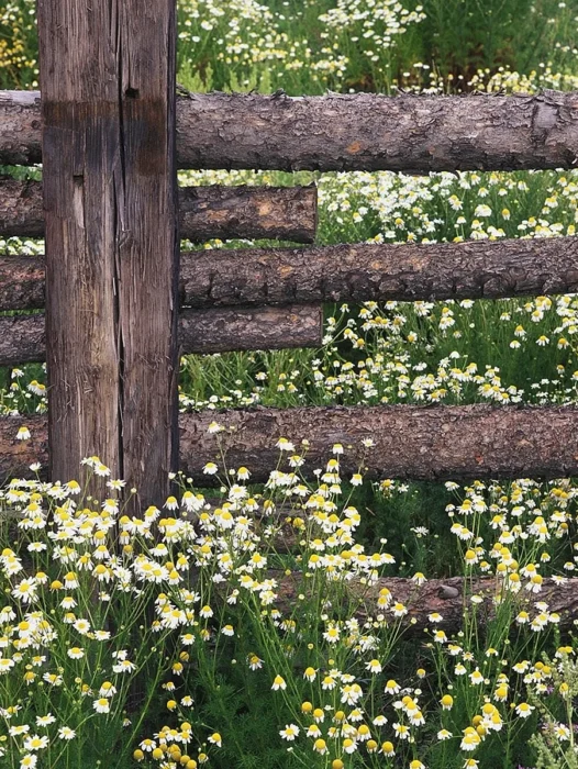 Flower Fence Wallpaper