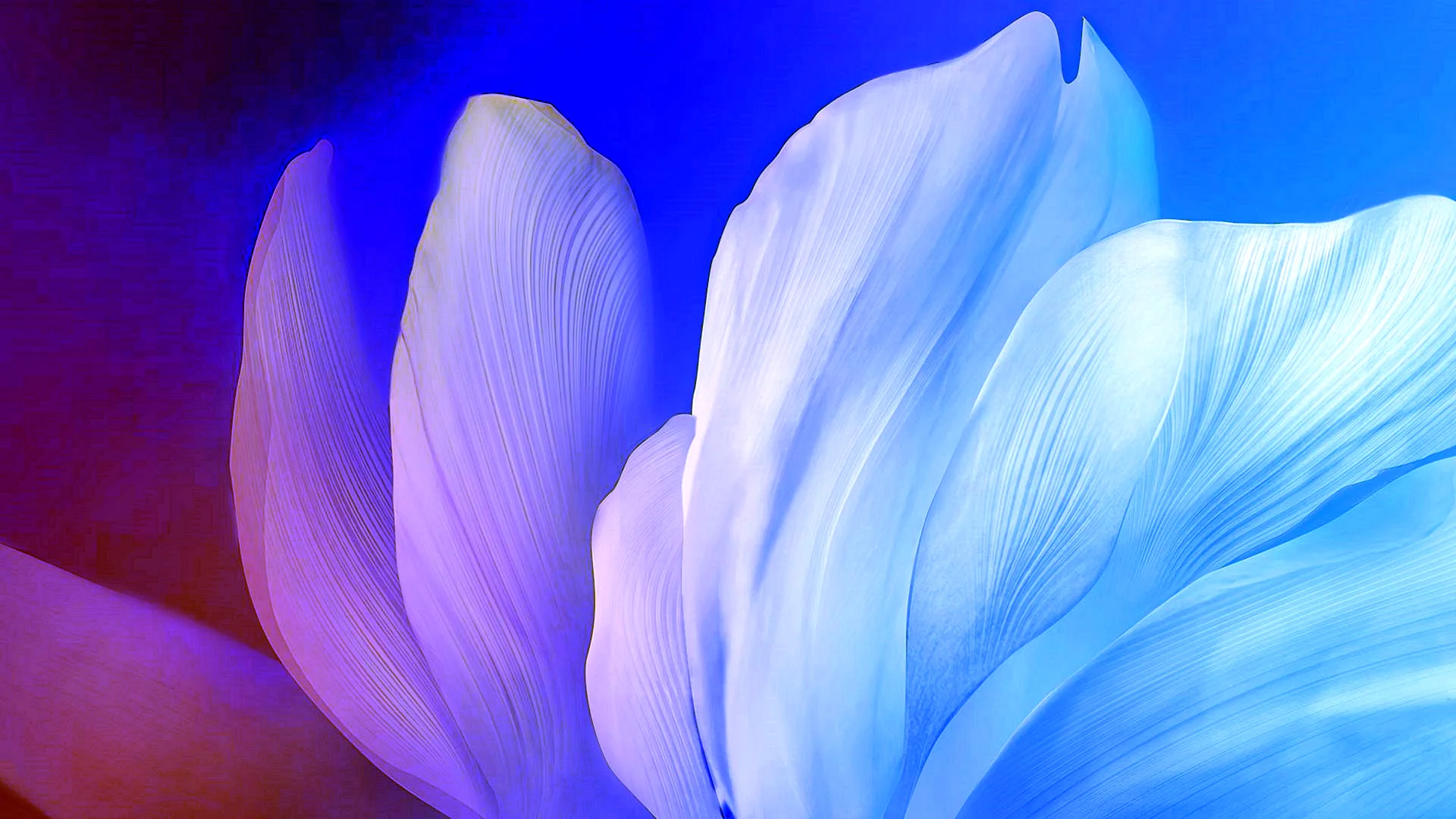 Flower Gradient Background Wallpaper