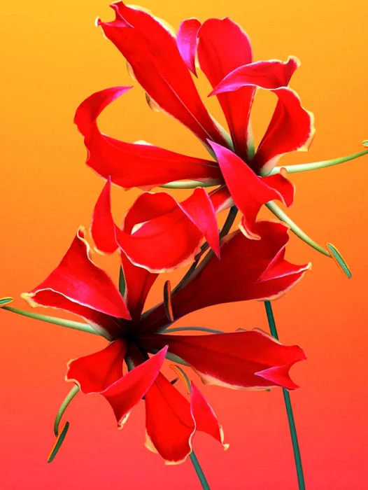 Flower IOS Wallpaper For iPhone