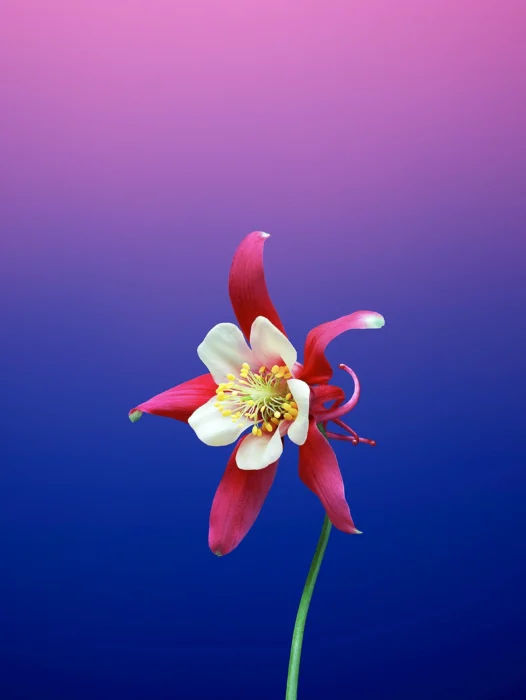 Flower Iphone Wallpaper