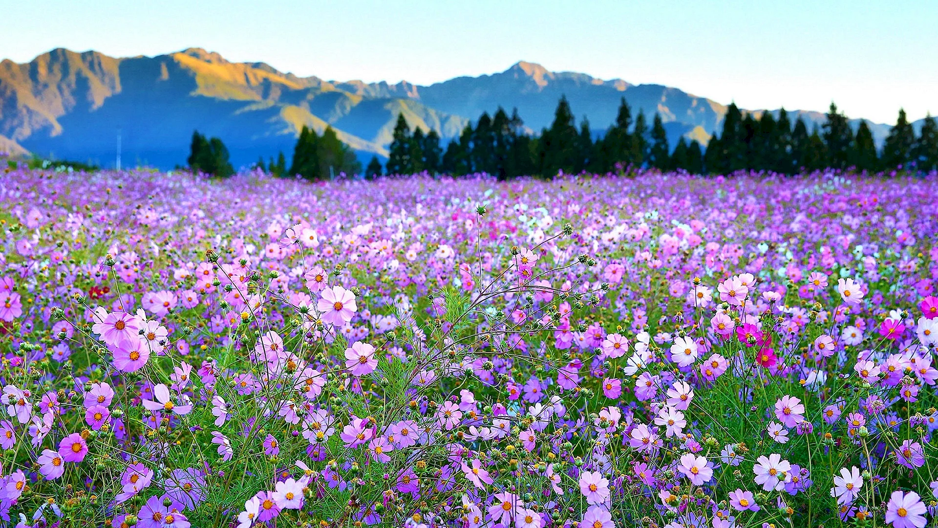 Flower Meadow Wallpaper