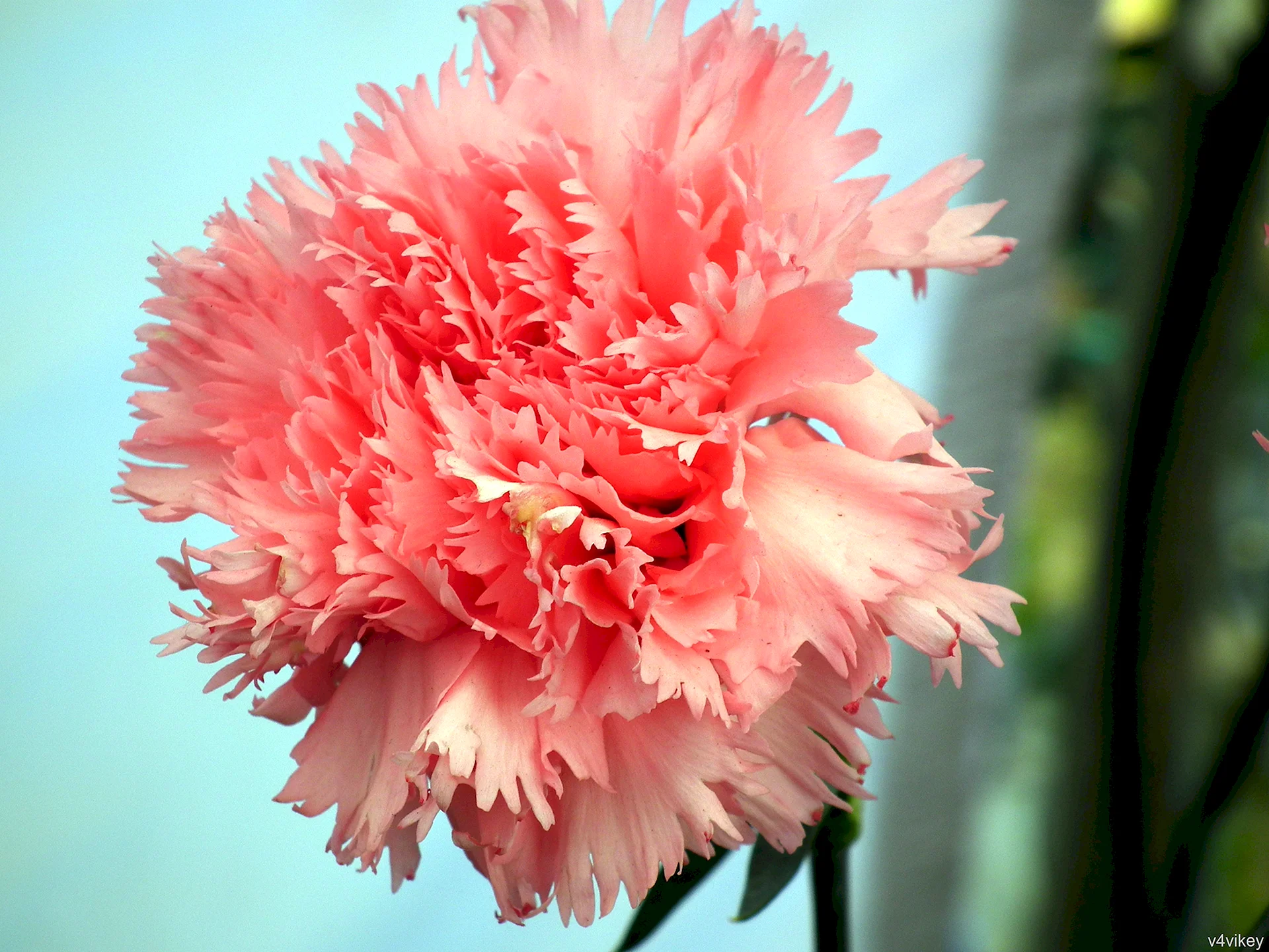 Flower Pink Carnation Wallpaper