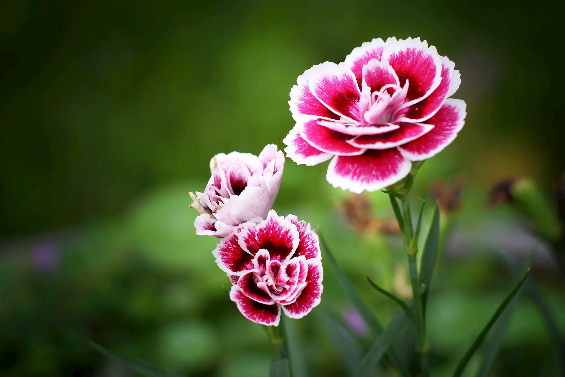 Flower Pink Carnation Wallpaper