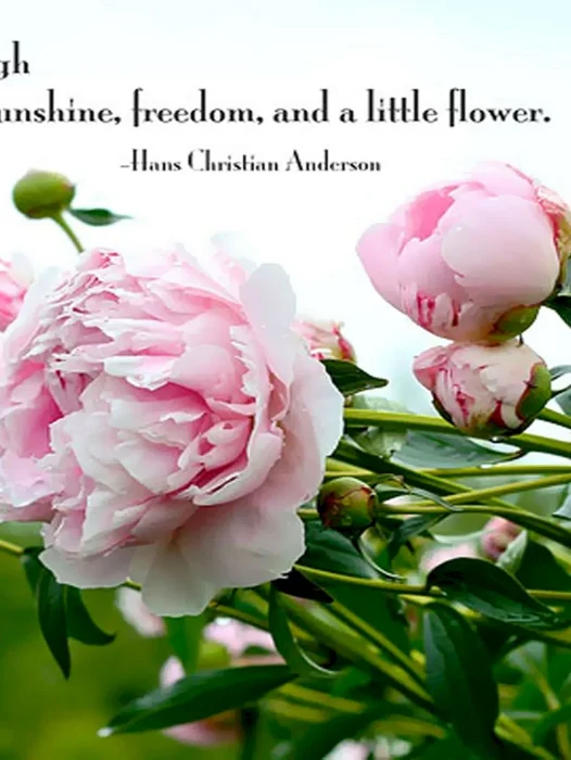 Flower Quotes Wallpaper