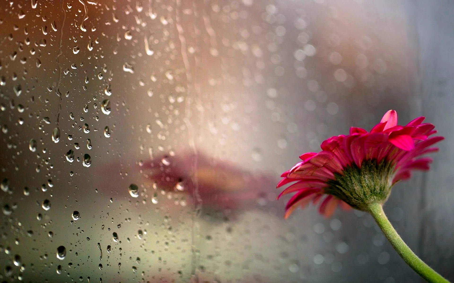 Flower Rain Wallpaper