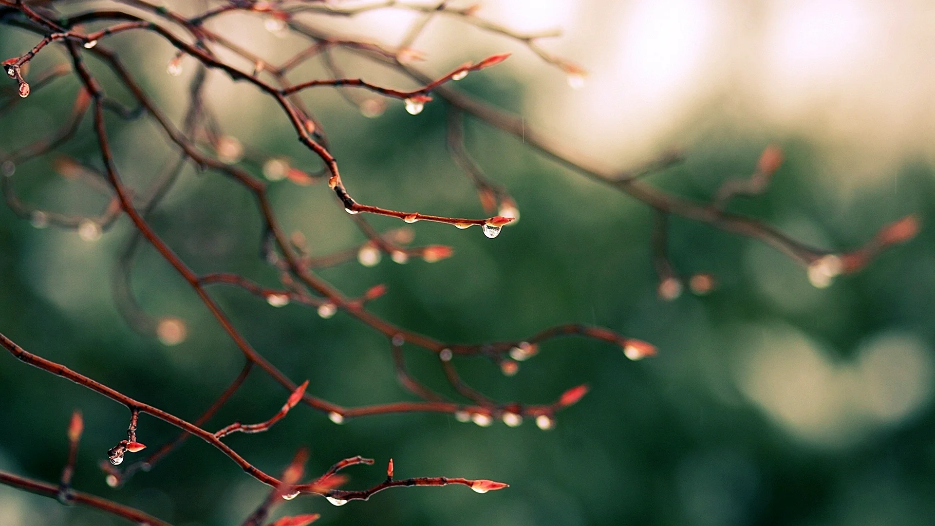 Flower Rain Wallpaper