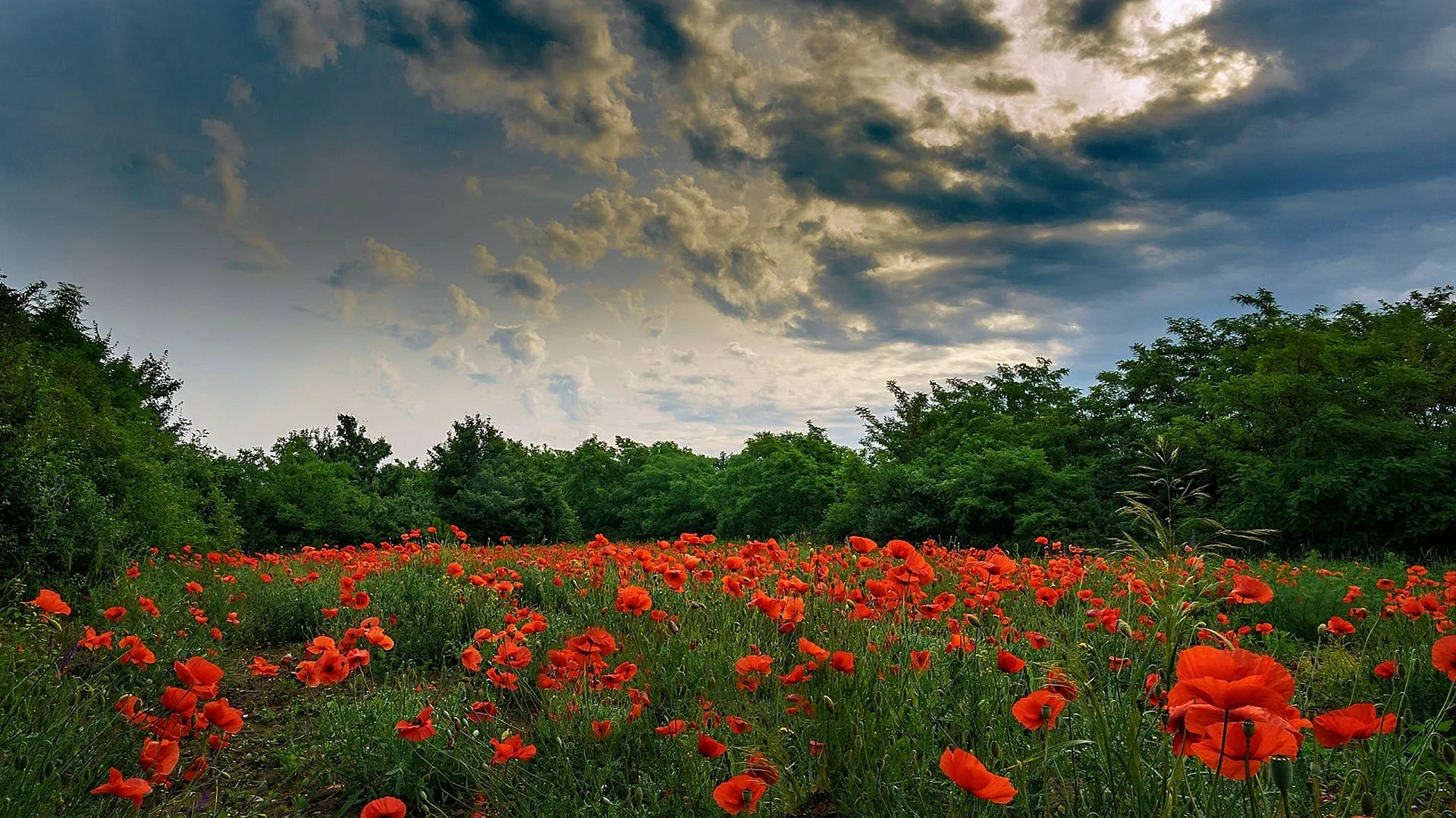 Flower Sky Wallpaper