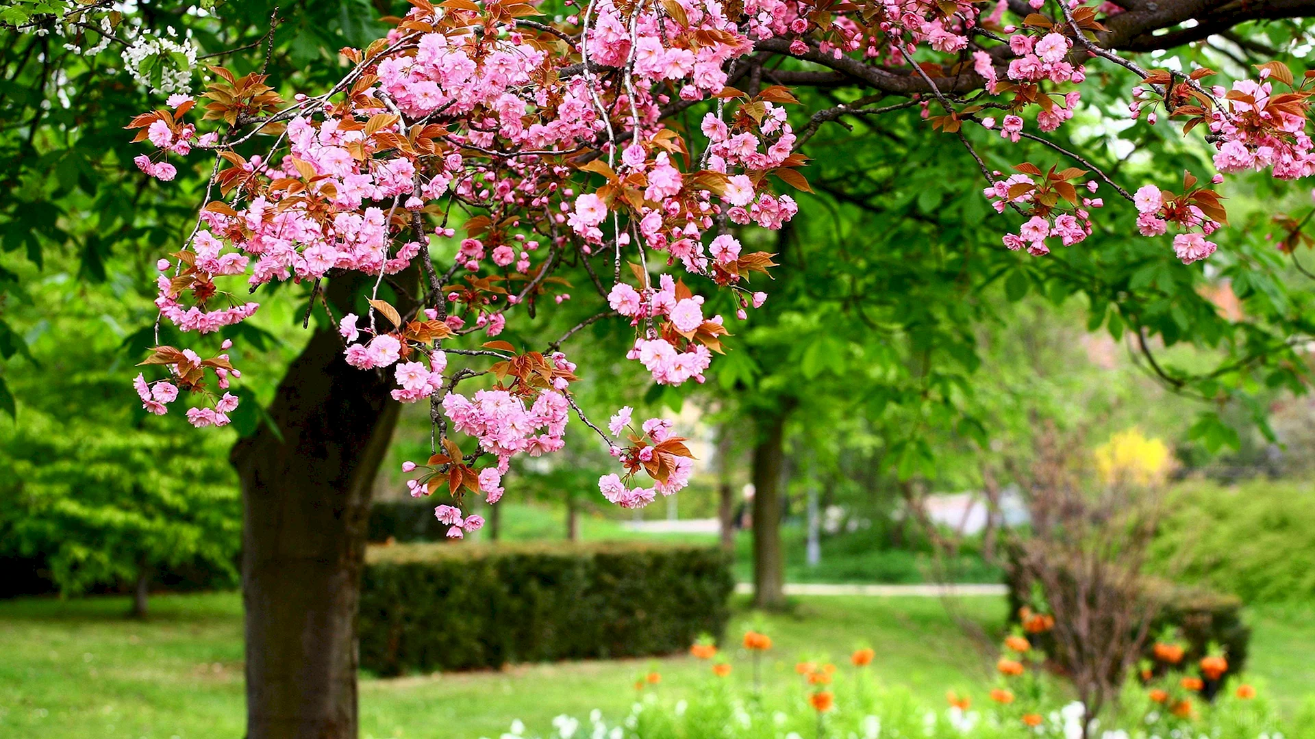 Flower Tree Wallpaper