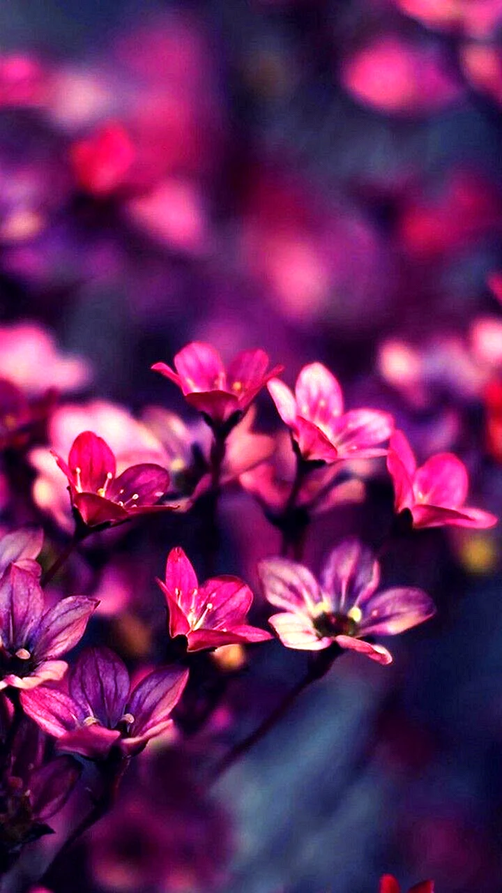 Flower Vertical Wallpaper For iPhone