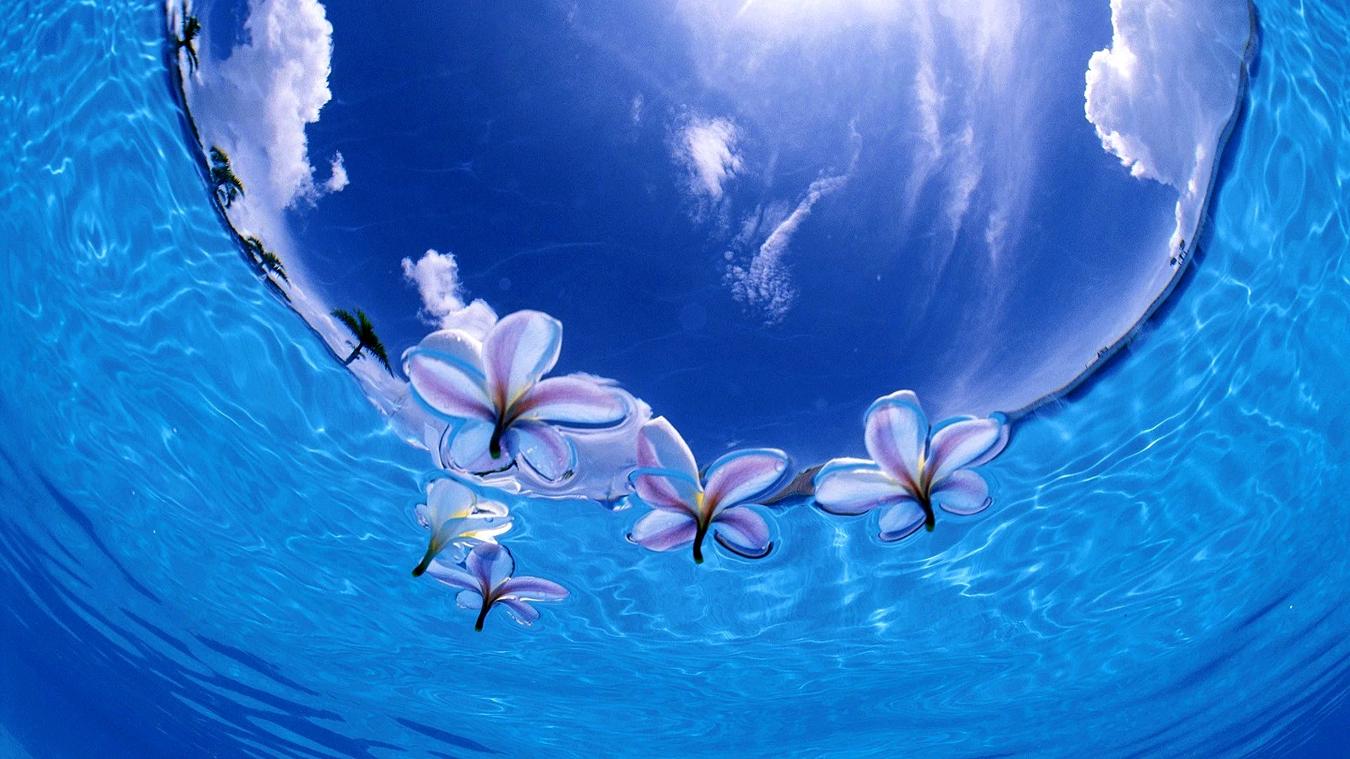 Flower Water Background Wallpaper