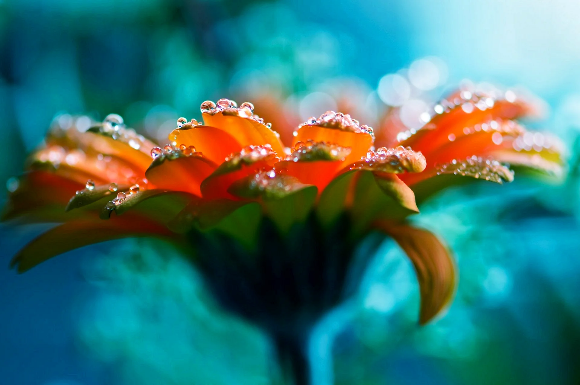 Flower Water Wallpaper Wallpaper