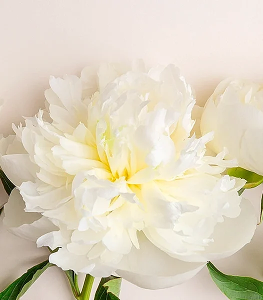 Flower White Background Wallpaper