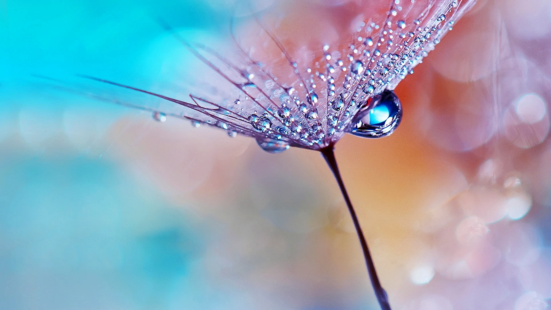 Flower With Water Drops Wallpaper