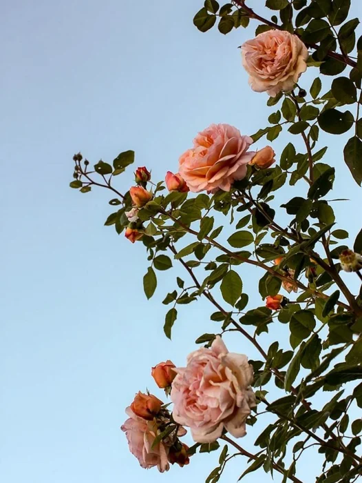 Flowers Aesthetic Wallpaper For iPhone