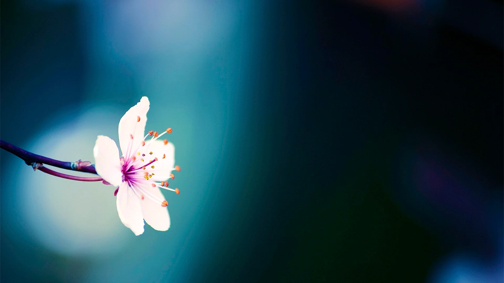 Flowers Facebook Cover Wallpaper