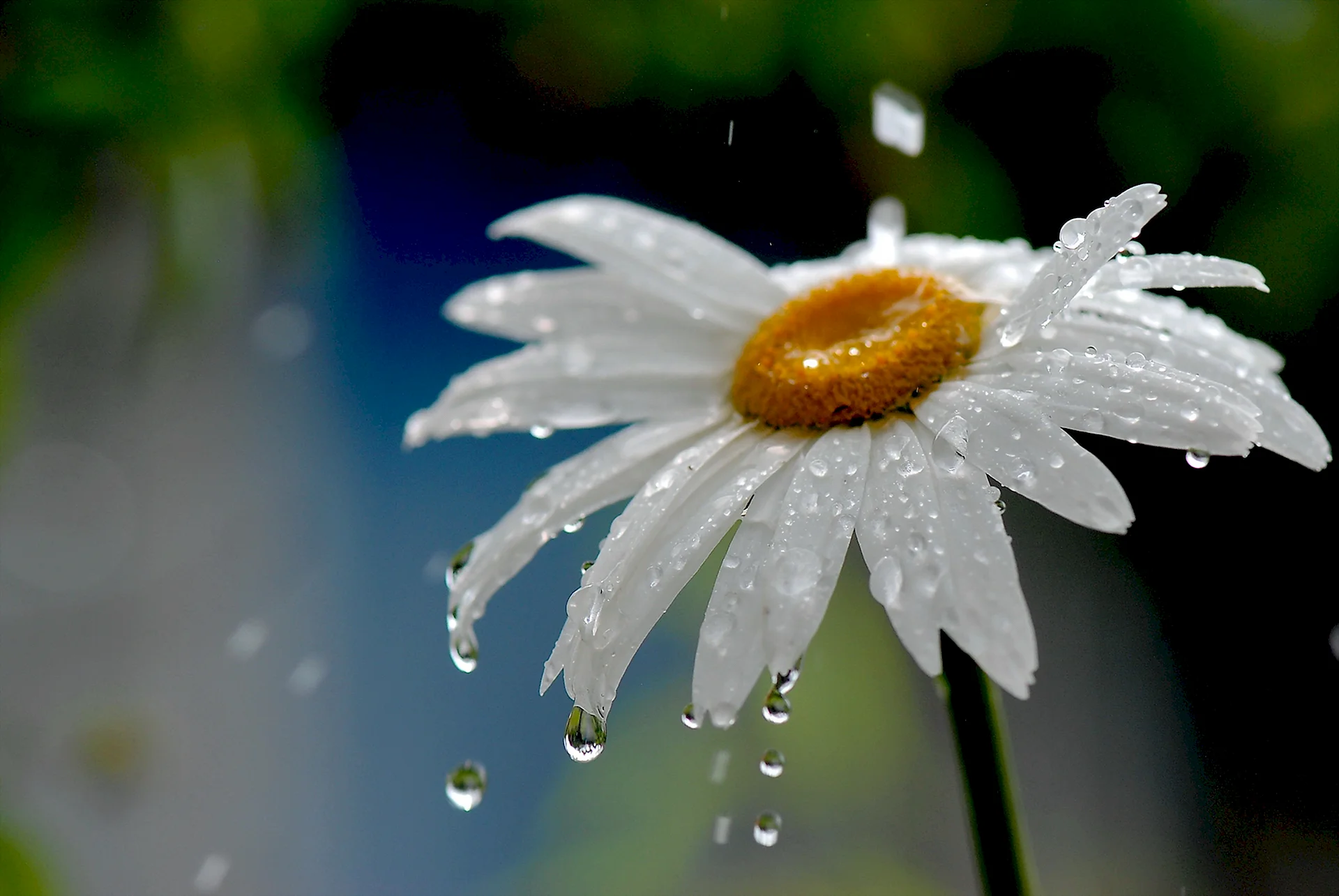 Flowers In The Rain Wallpaper