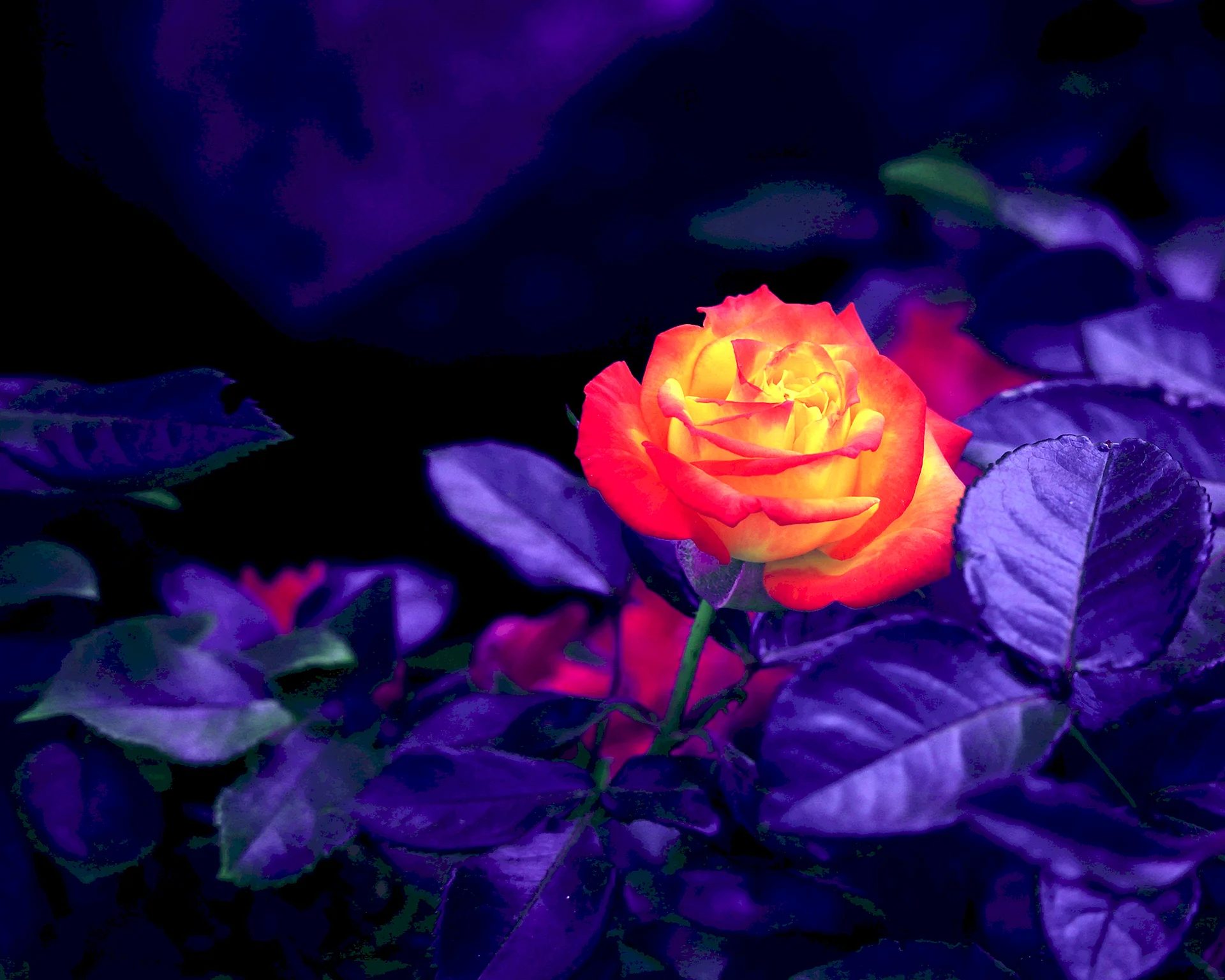 Flowers Night Wallpaper Wallpaper