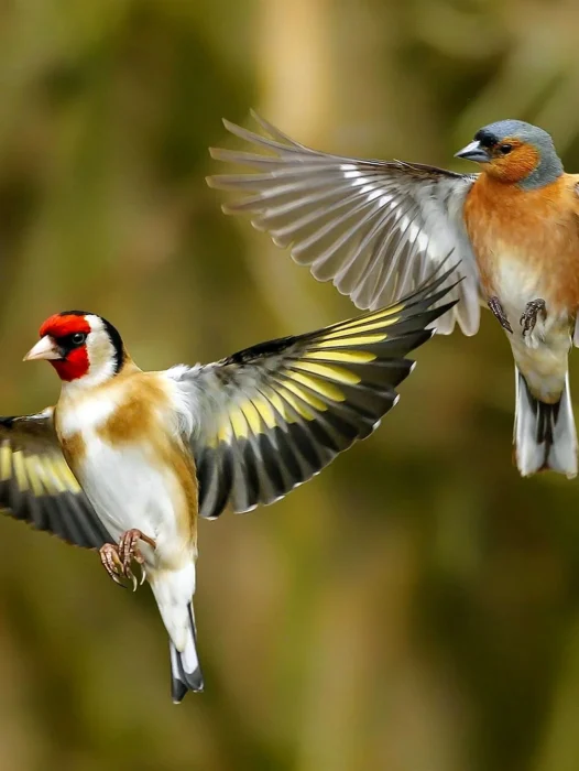 Flying Goldfinch Wallpaper