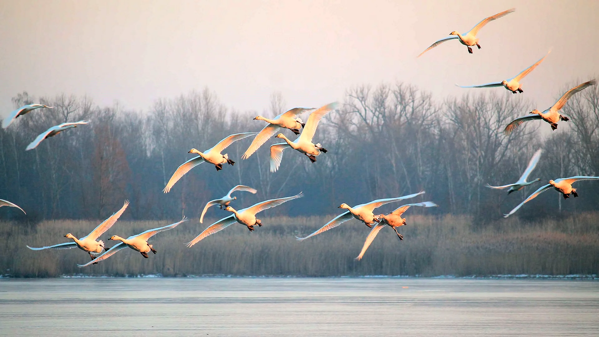 Flying Swan Wallpaper