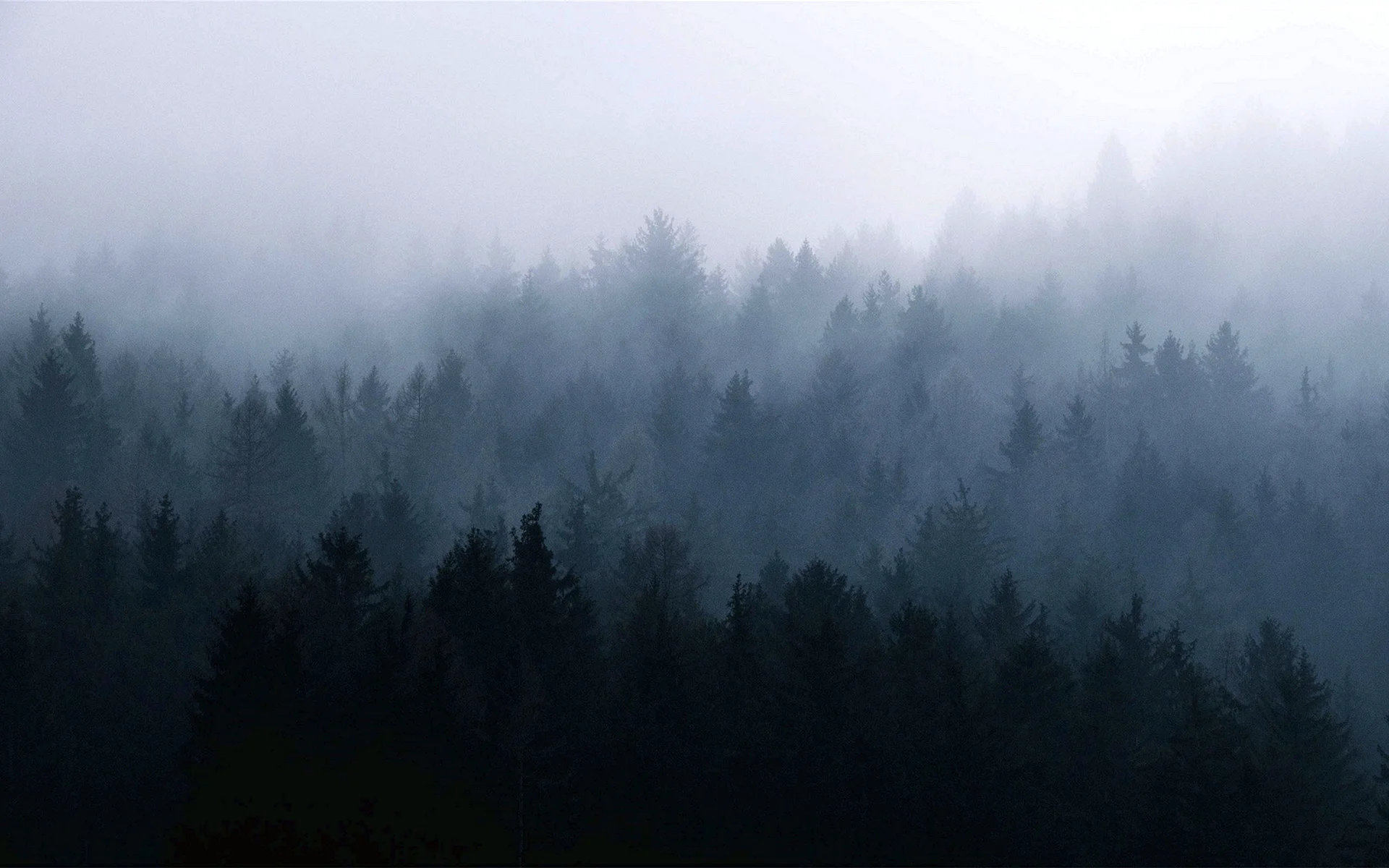 Fog Forest Wallpaper
