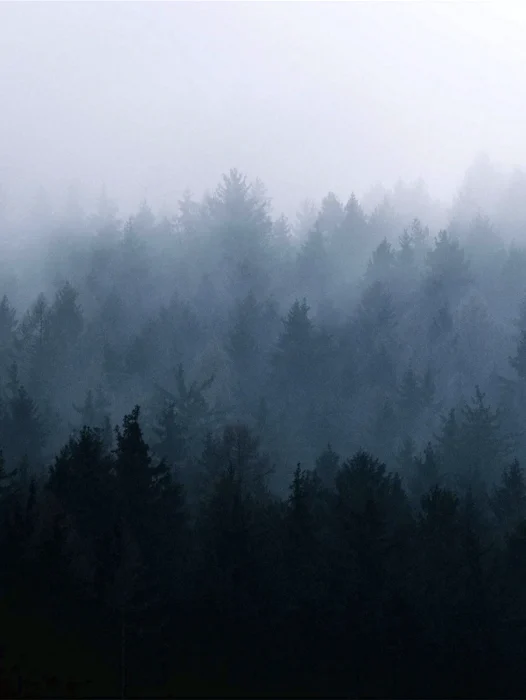 Fog Forest Wallpaper