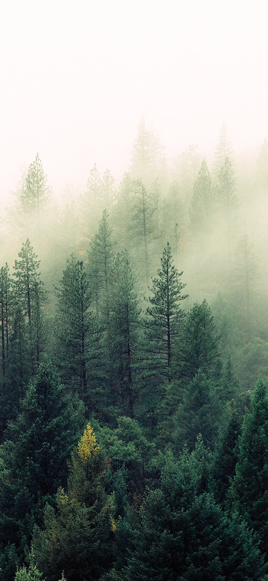 Foggy Forest Wallpaper For iPhone