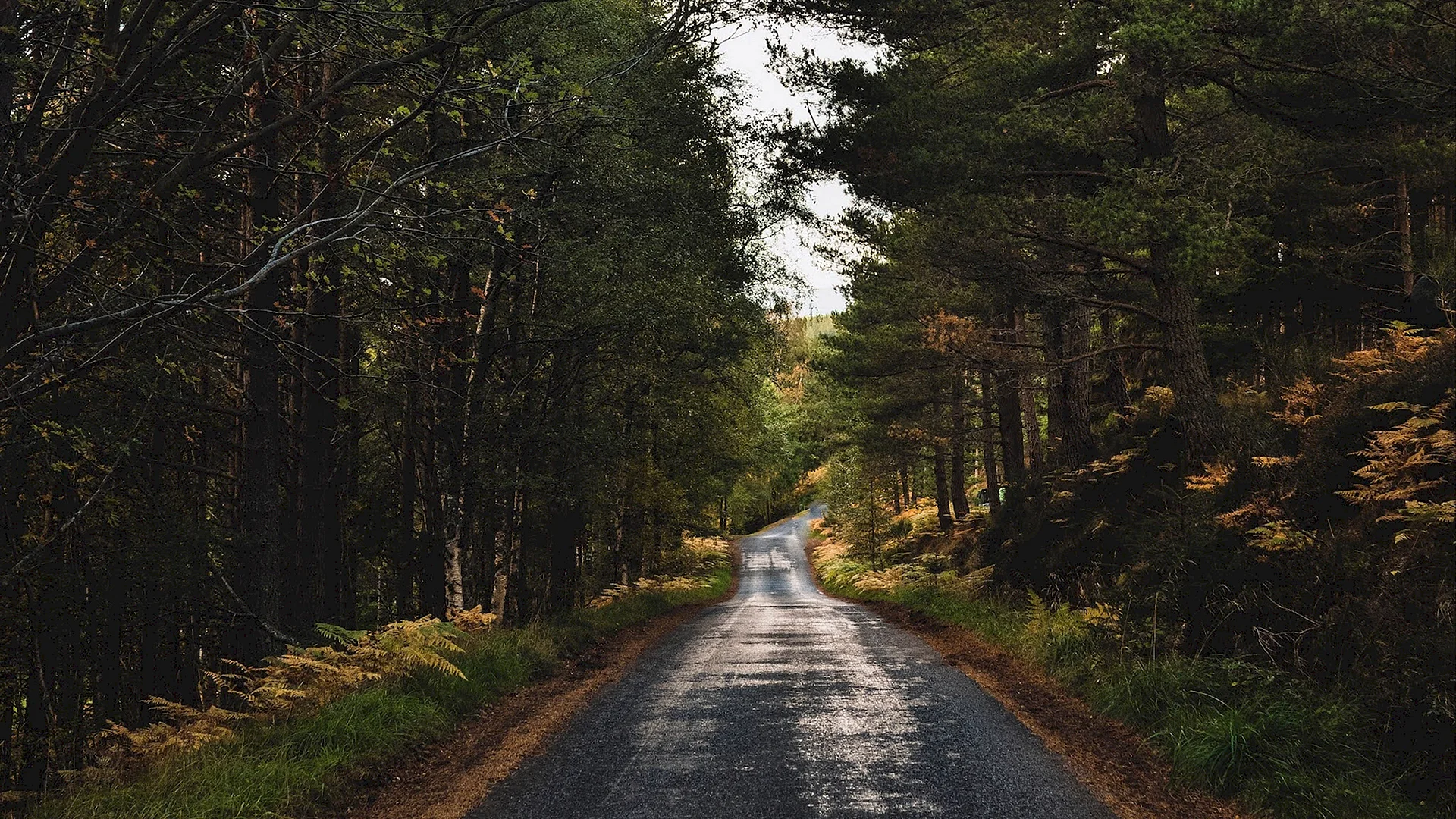 Foggy Forest Wallpaper