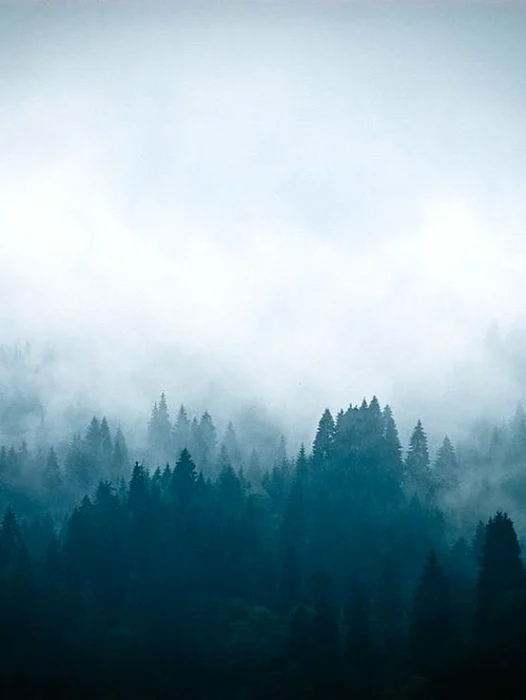 Foggy Forest Mountain Wallpaper