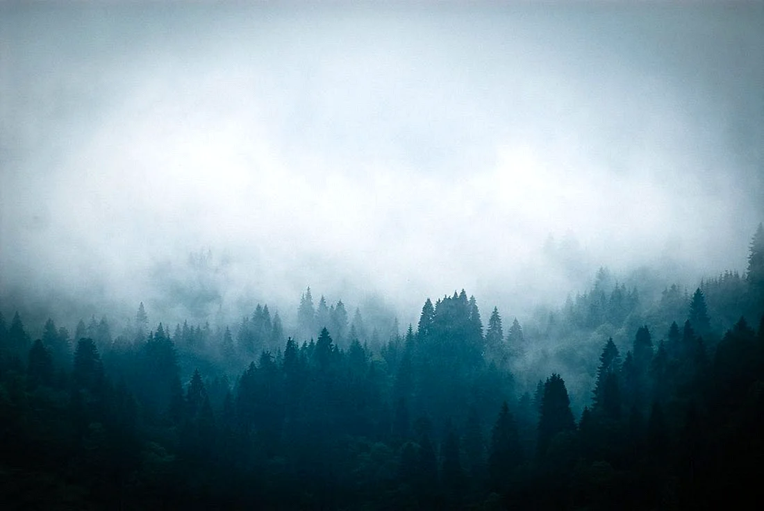 Foggy Forest Mountain