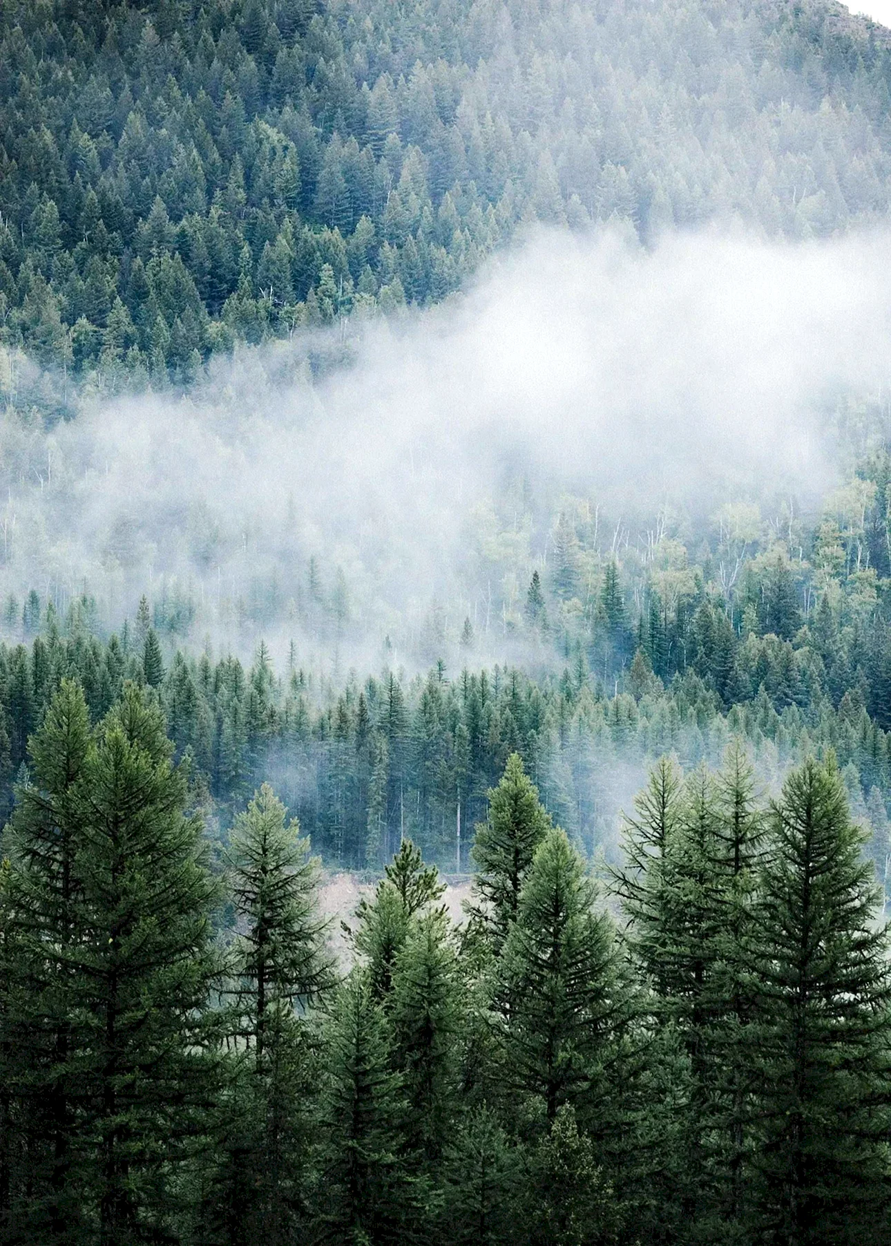 Foggy Pine Forest Wallpaper For iPhone