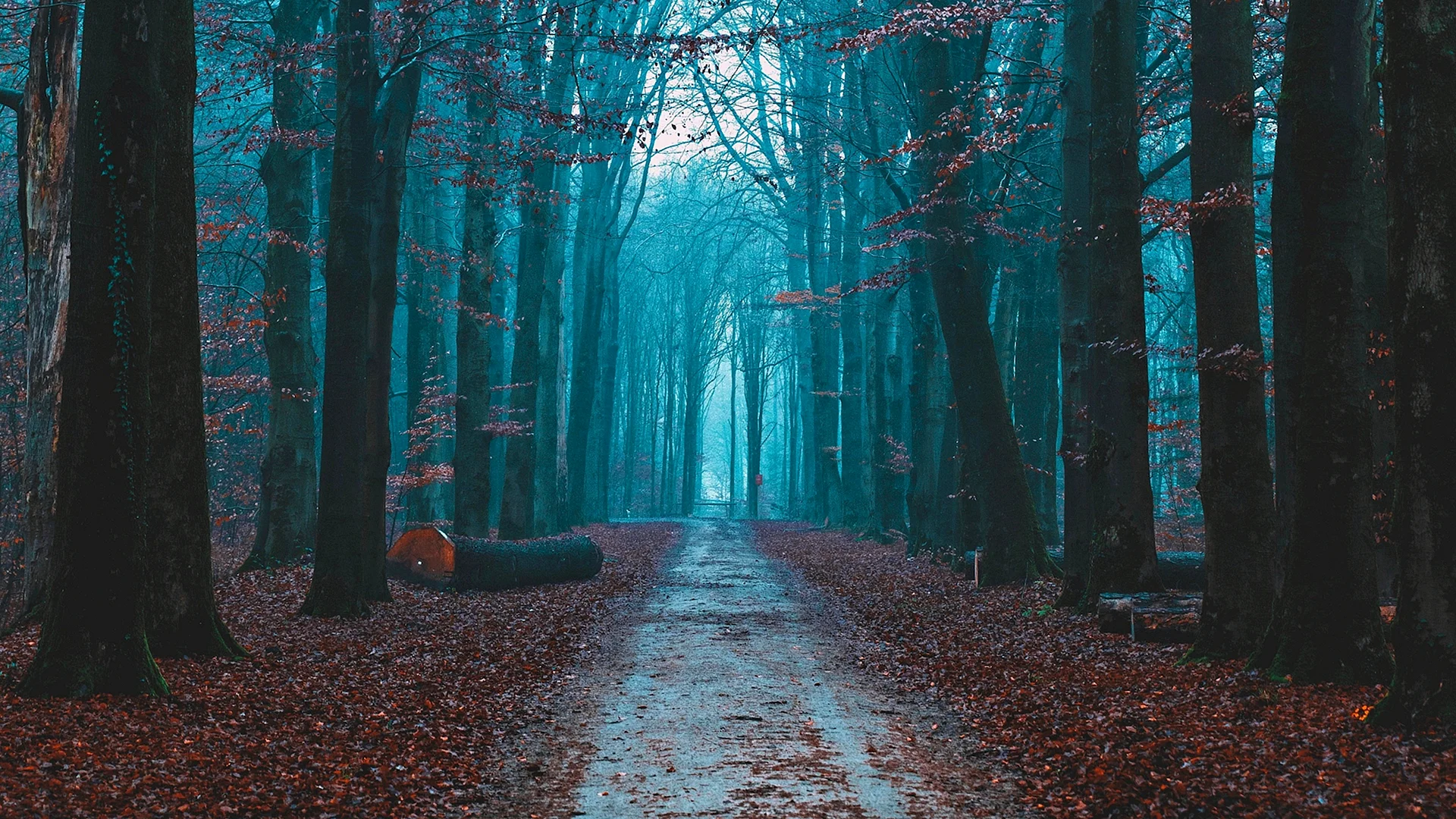 Forest 4k Wallpaper