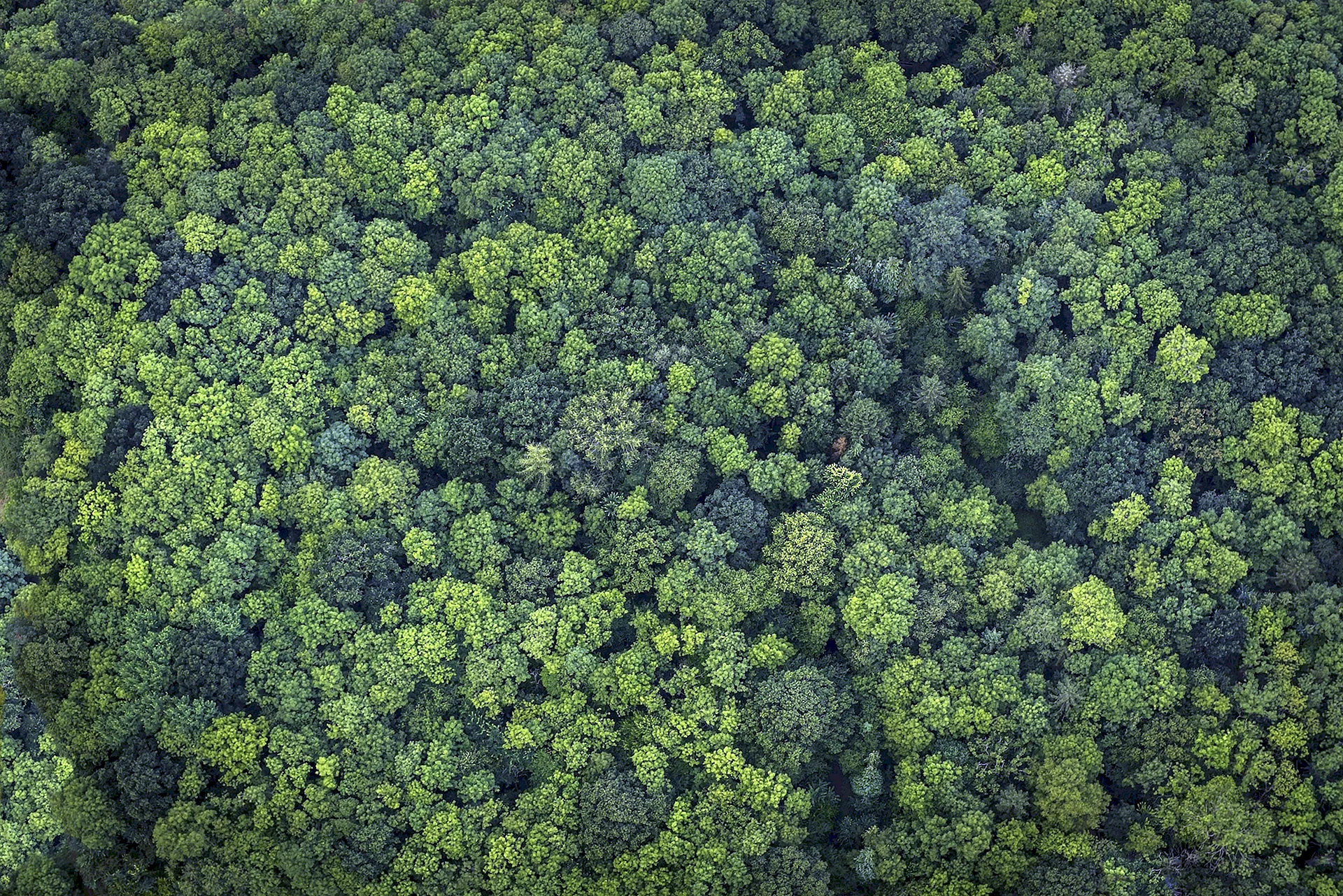 Forest Aerial View Wallpaper