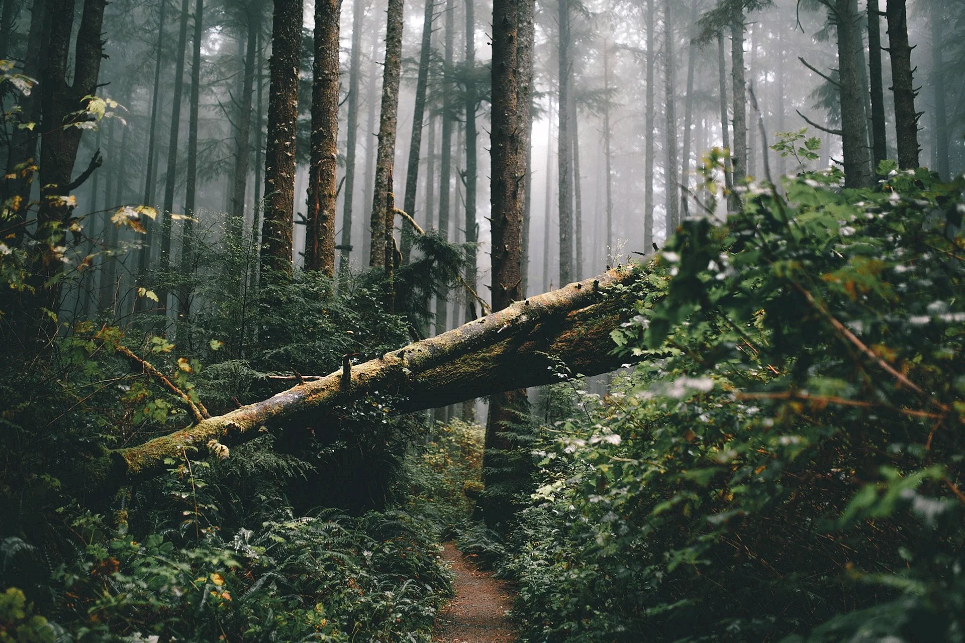 Forest Aesthetic Wallpaper