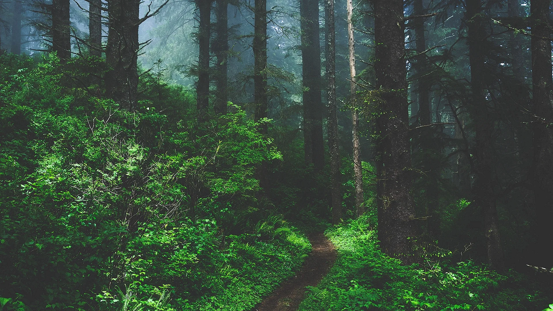 Forest Aesthetic Wallpaper