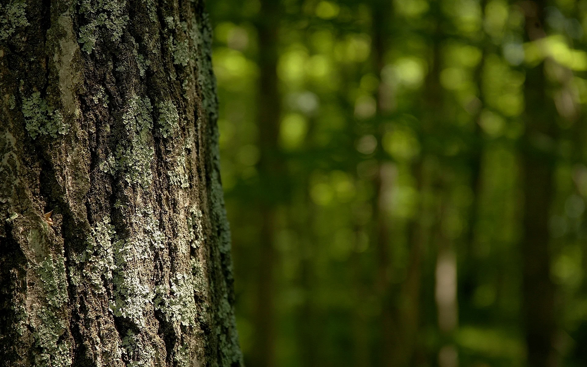 Forest Blur Wallpaper