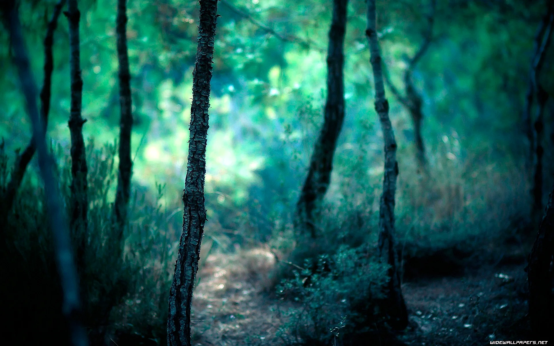 Forest Blur Wallpaper