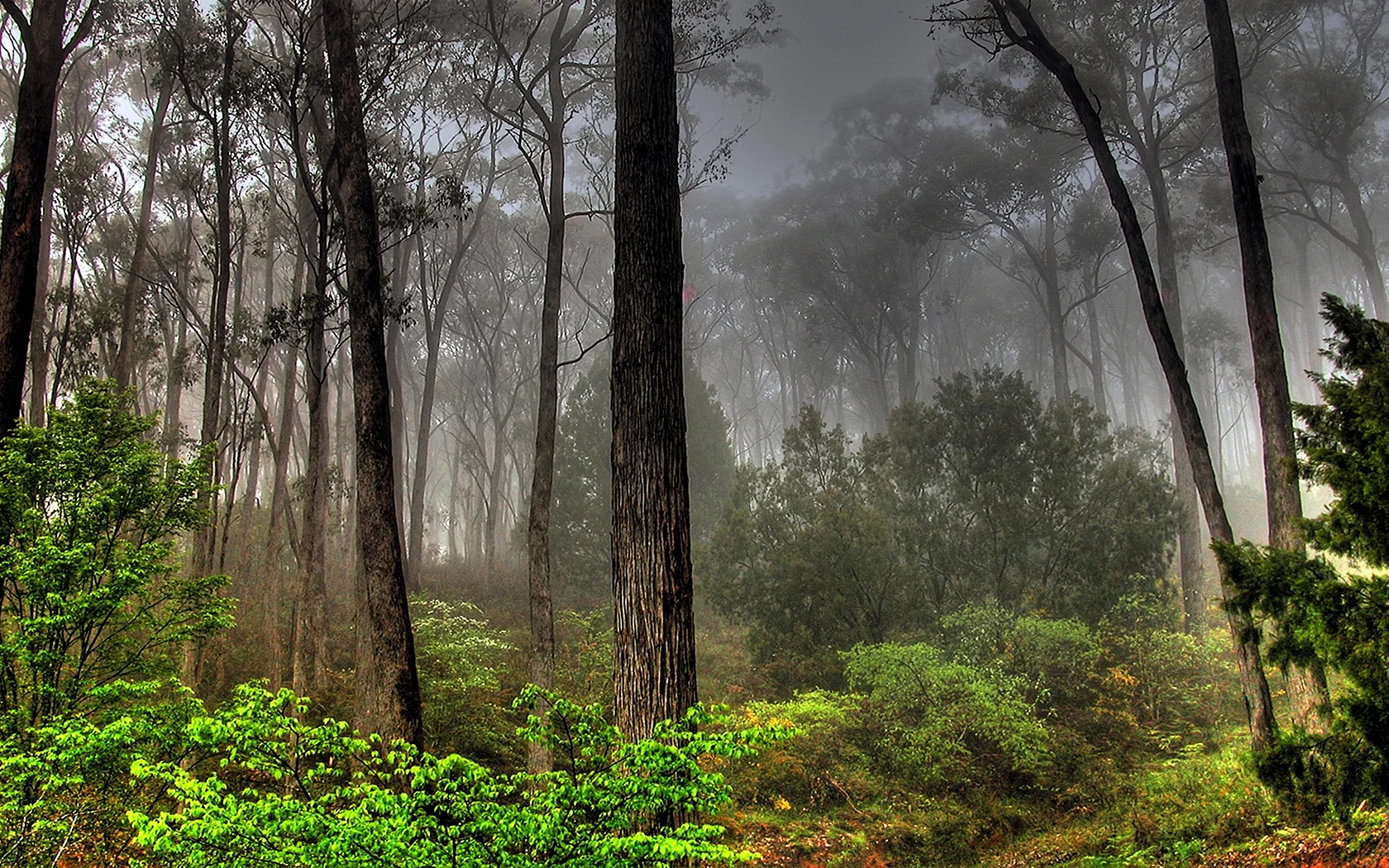 Forest Bush Wallpaper