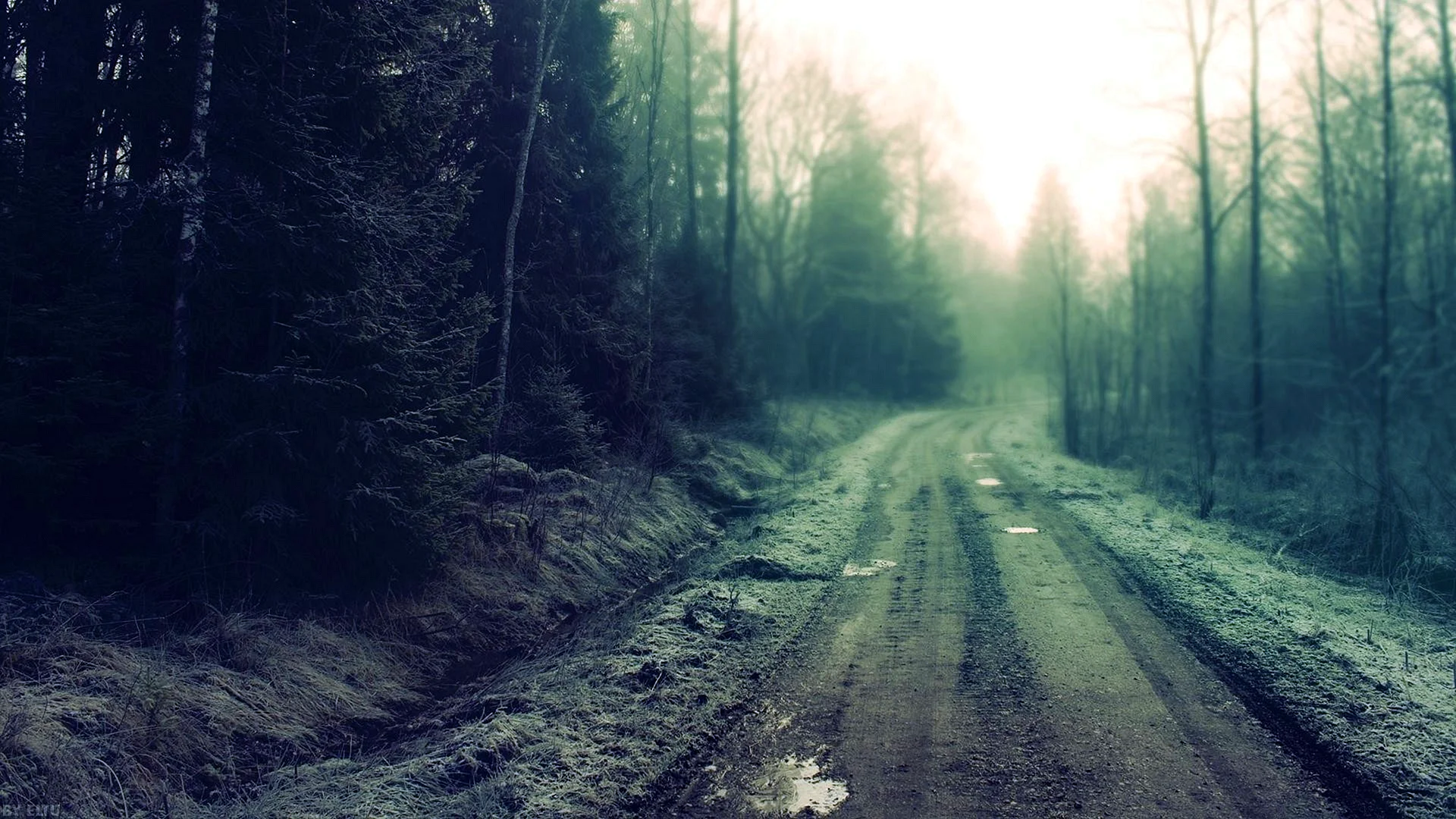 Forest Dirt Road Wallpaper