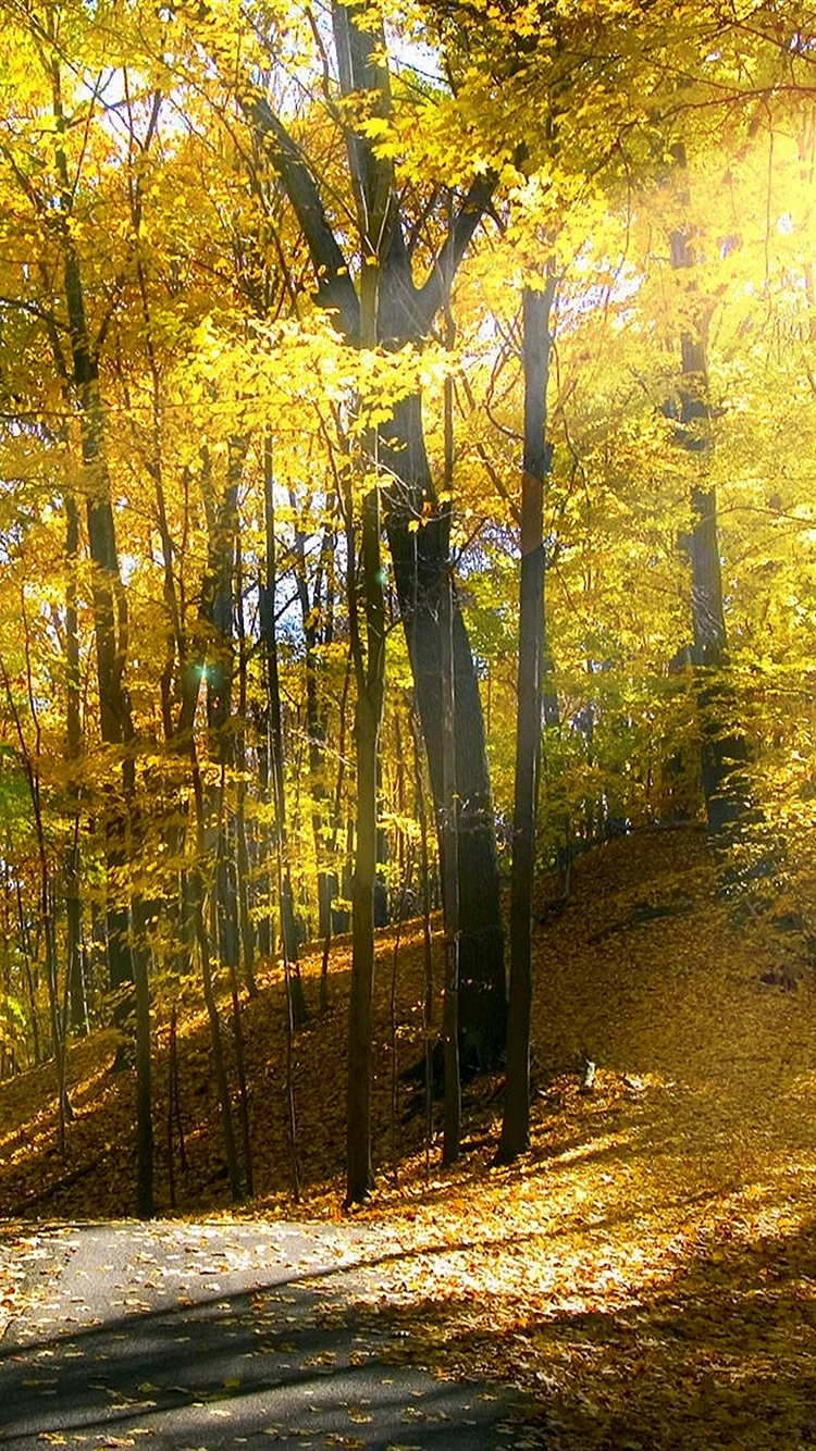 Forest In Autumn Wallpaper for iPhone SE 2020