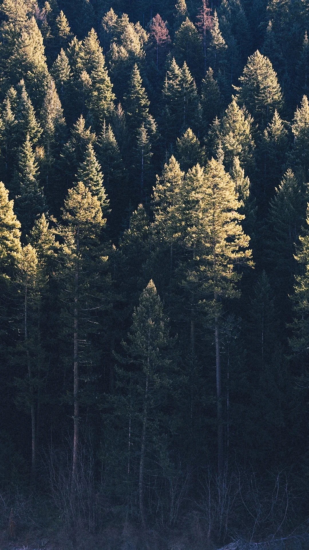 Forest iPhone Wallpaper For iPhone