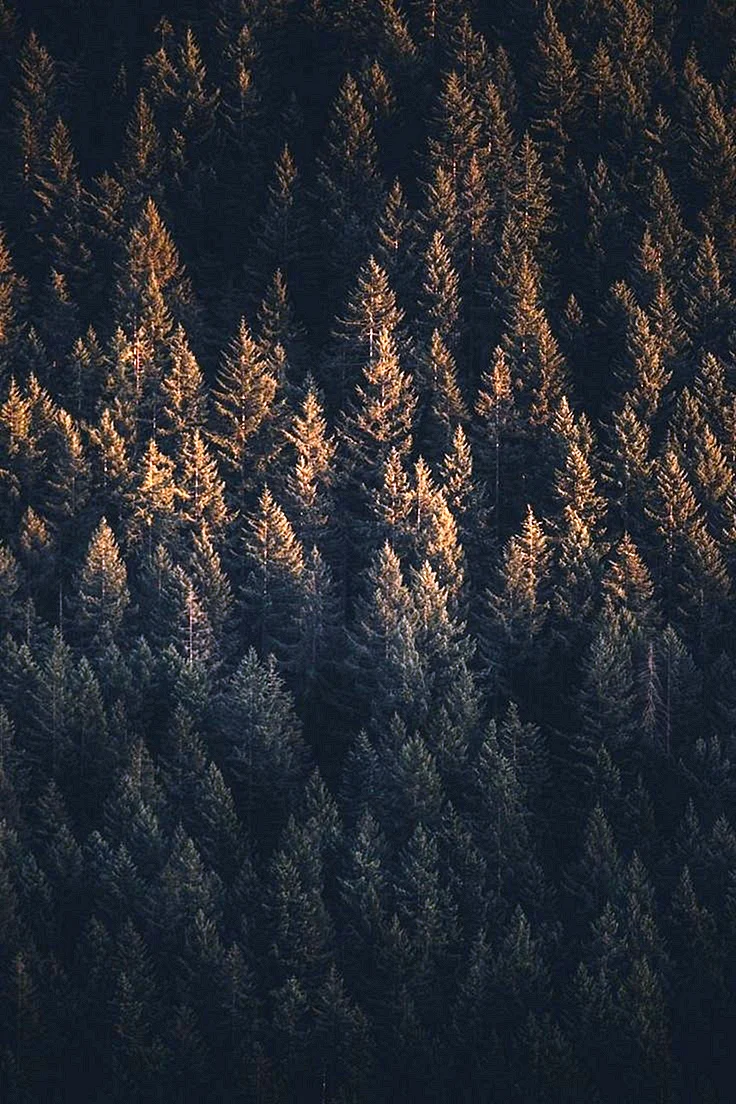 Forest iPhone Wallpaper For iPhone
