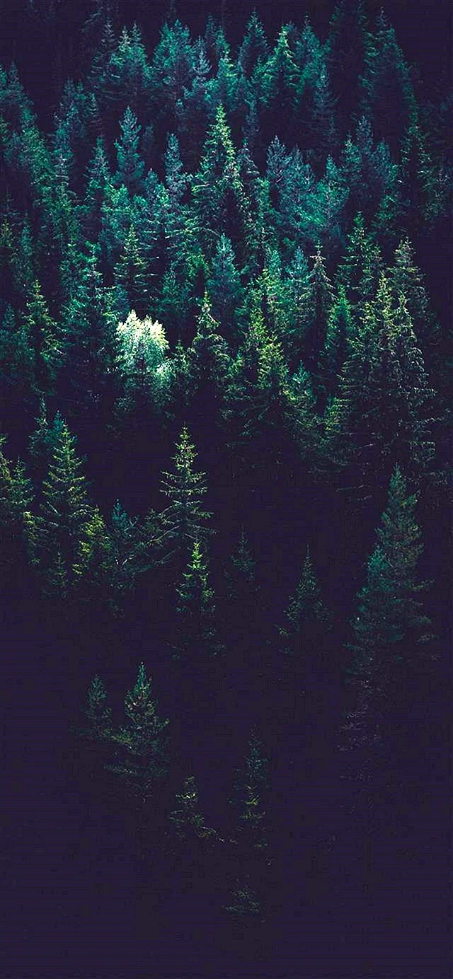 Forest iPhone Wallpaper For iPhone