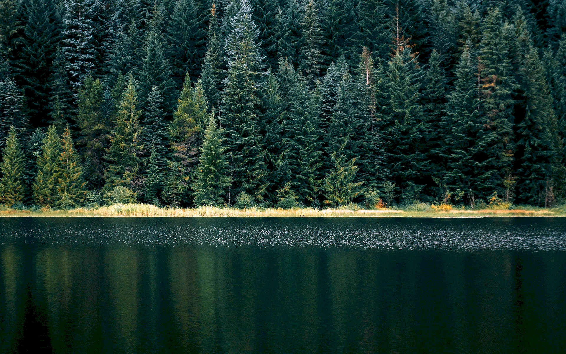 Forest Lake Wallpaper