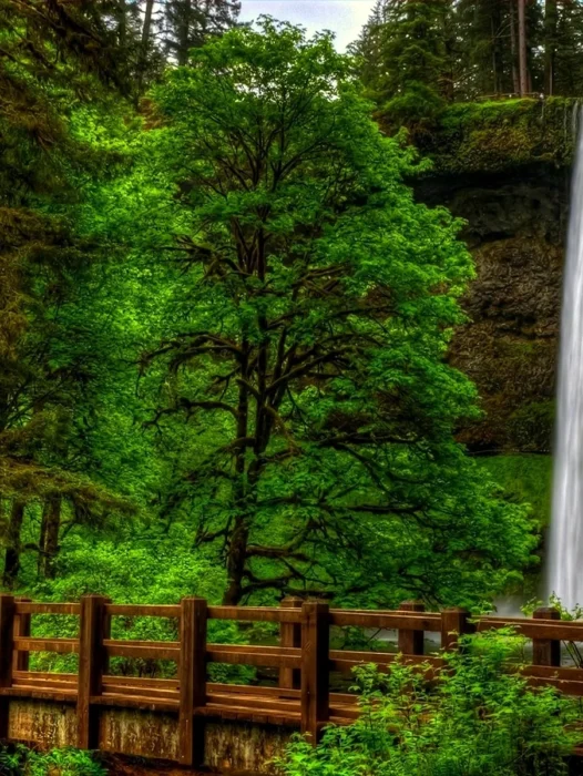 Forest Landscape Waterfall Wallpaper