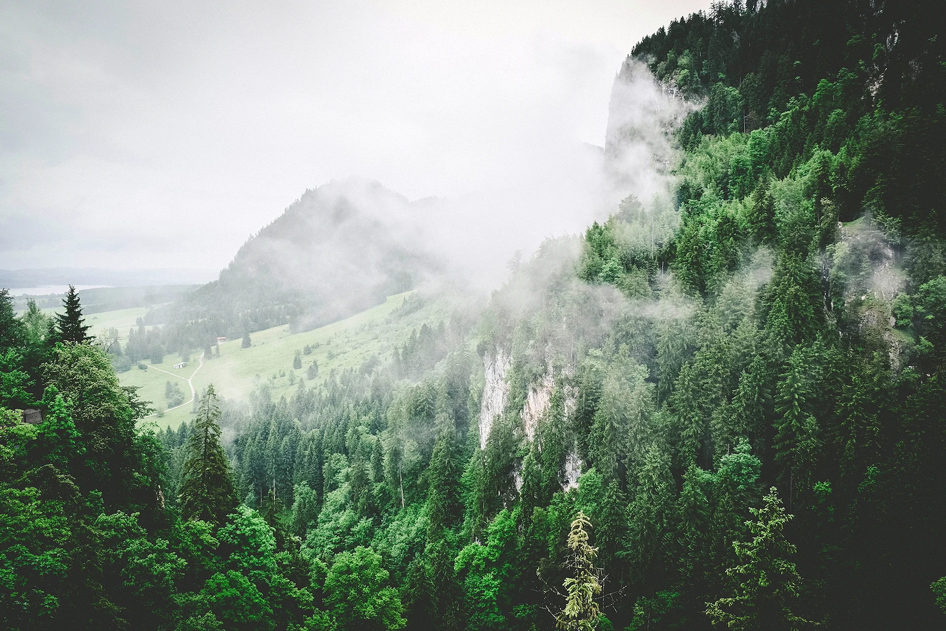 Forest Mountain Fog Wallpaper