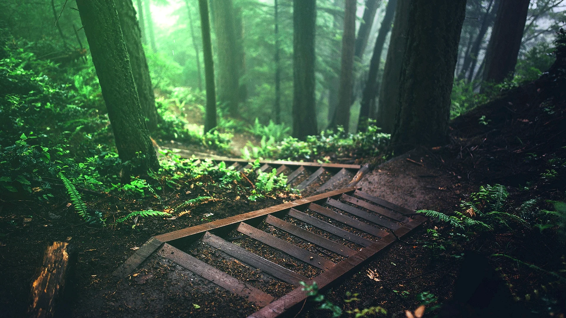 Forest Path Rainy Wallpaper