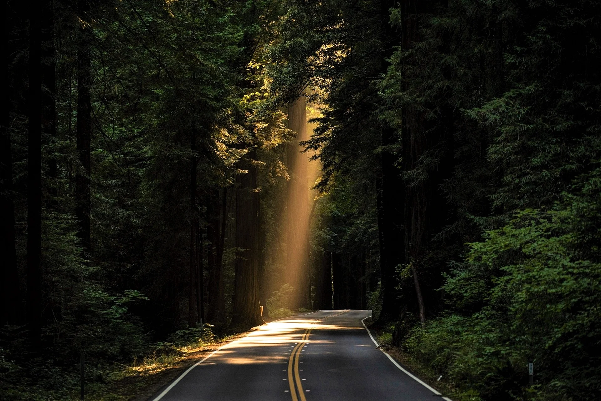 Forest Road Wallpaper