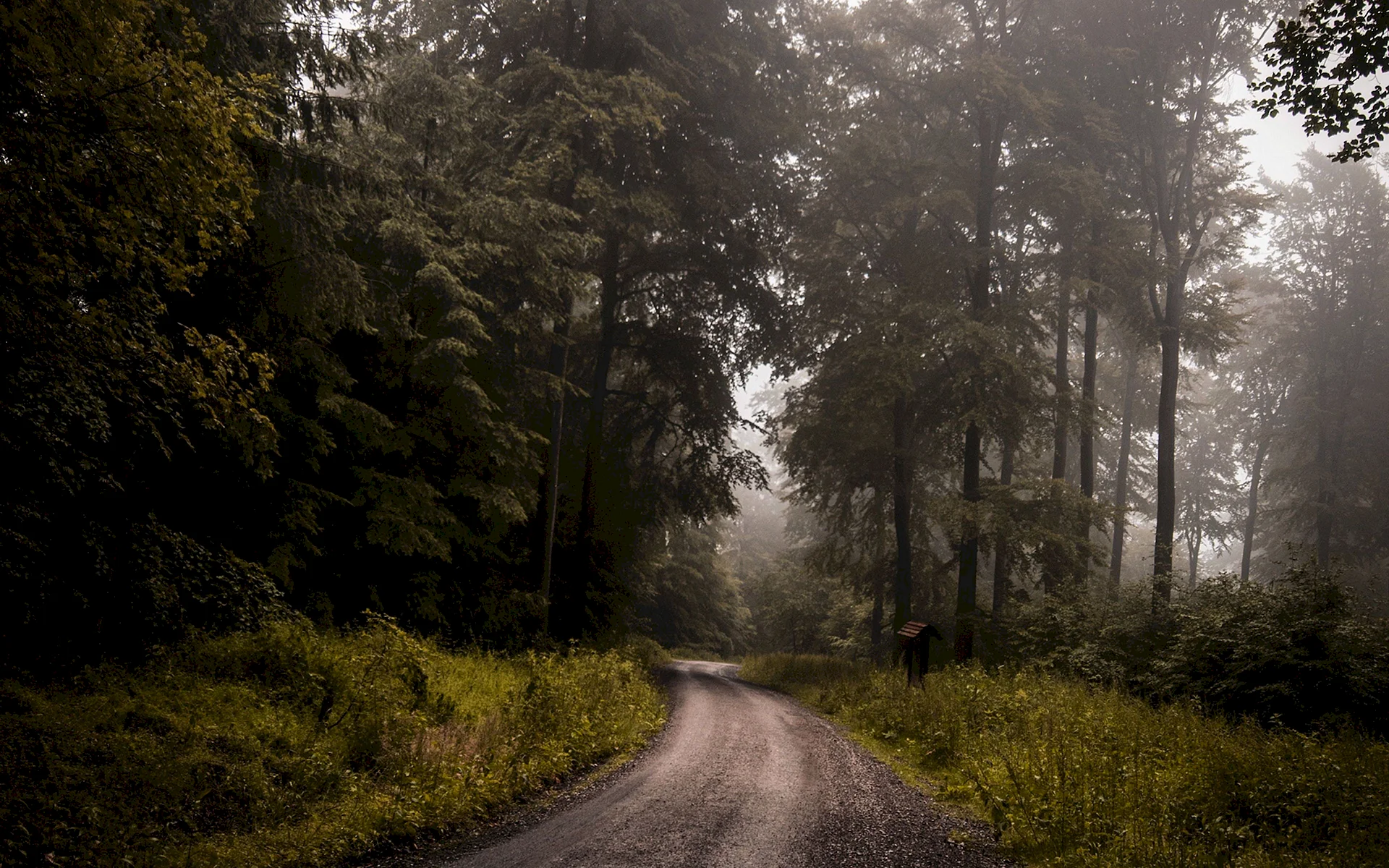 Forest Road Wallpaper