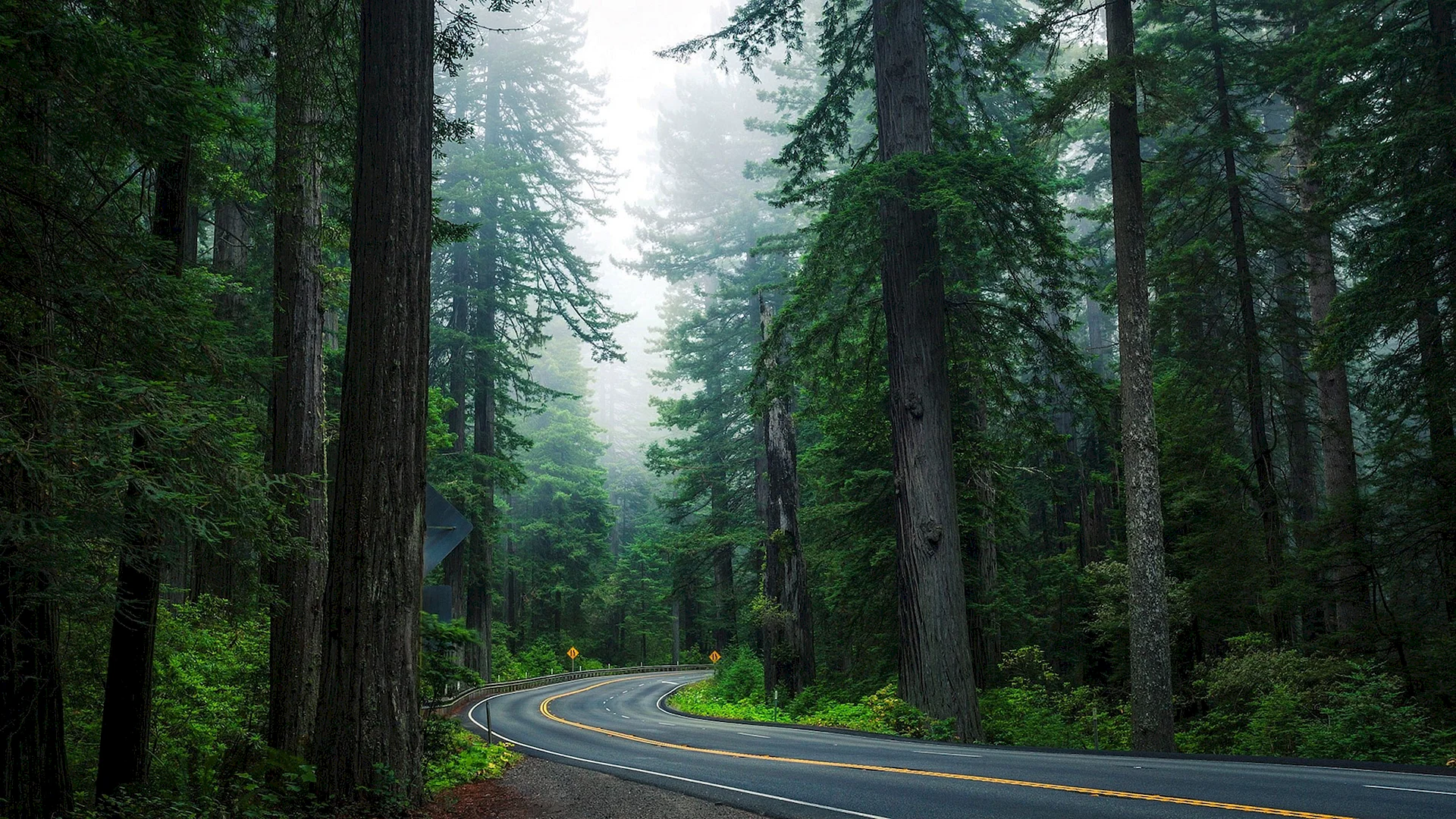 Forest Road Wallpaper