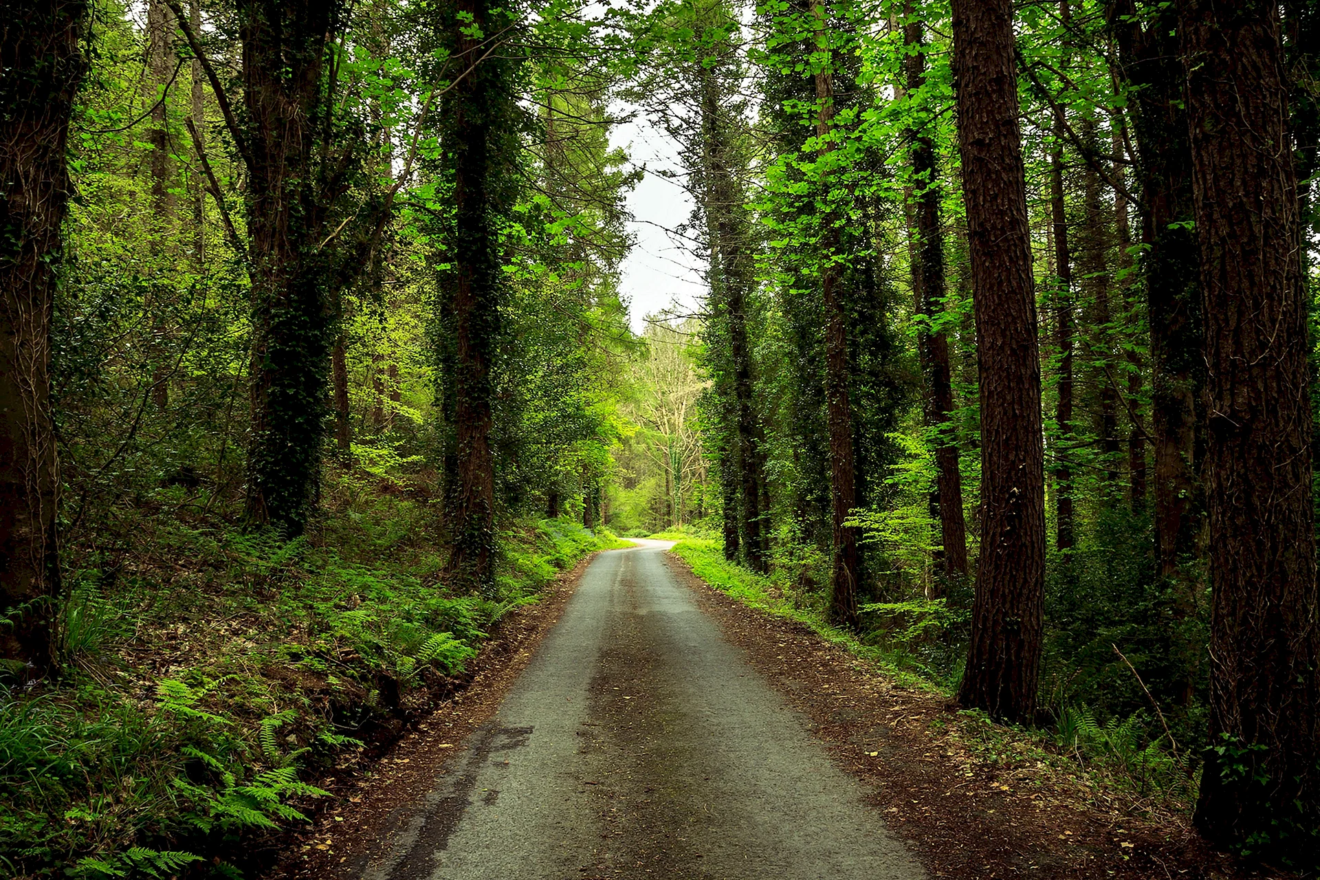 Forest Road Wallpaper